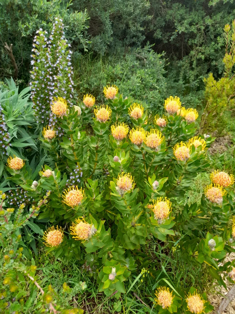 Additional image 23 of 49 Louis Road, Venus Bay VIC 3956