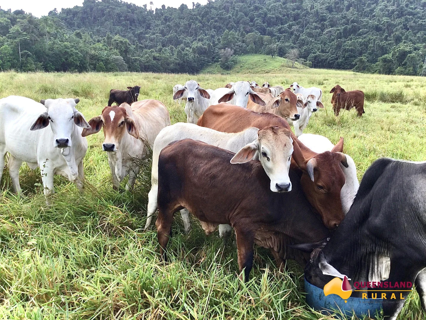 Additional image 3 of Bombeeta QLD 4871