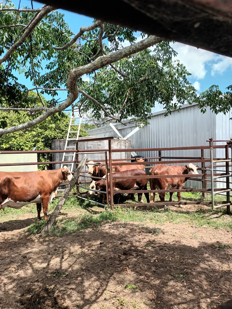 Additional image 37 of 122 Longs Road, Bucca QLD 4670