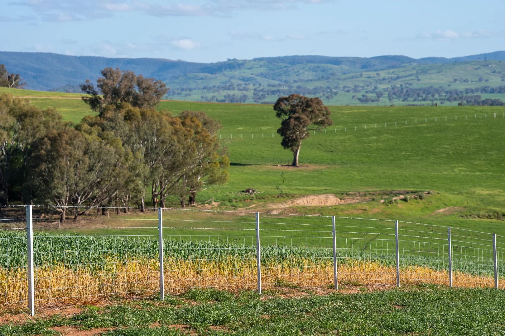 Additional image 10 of Lot 1/279 & Lot 2/281 Jingellic Road, Holbrook NSW 2644