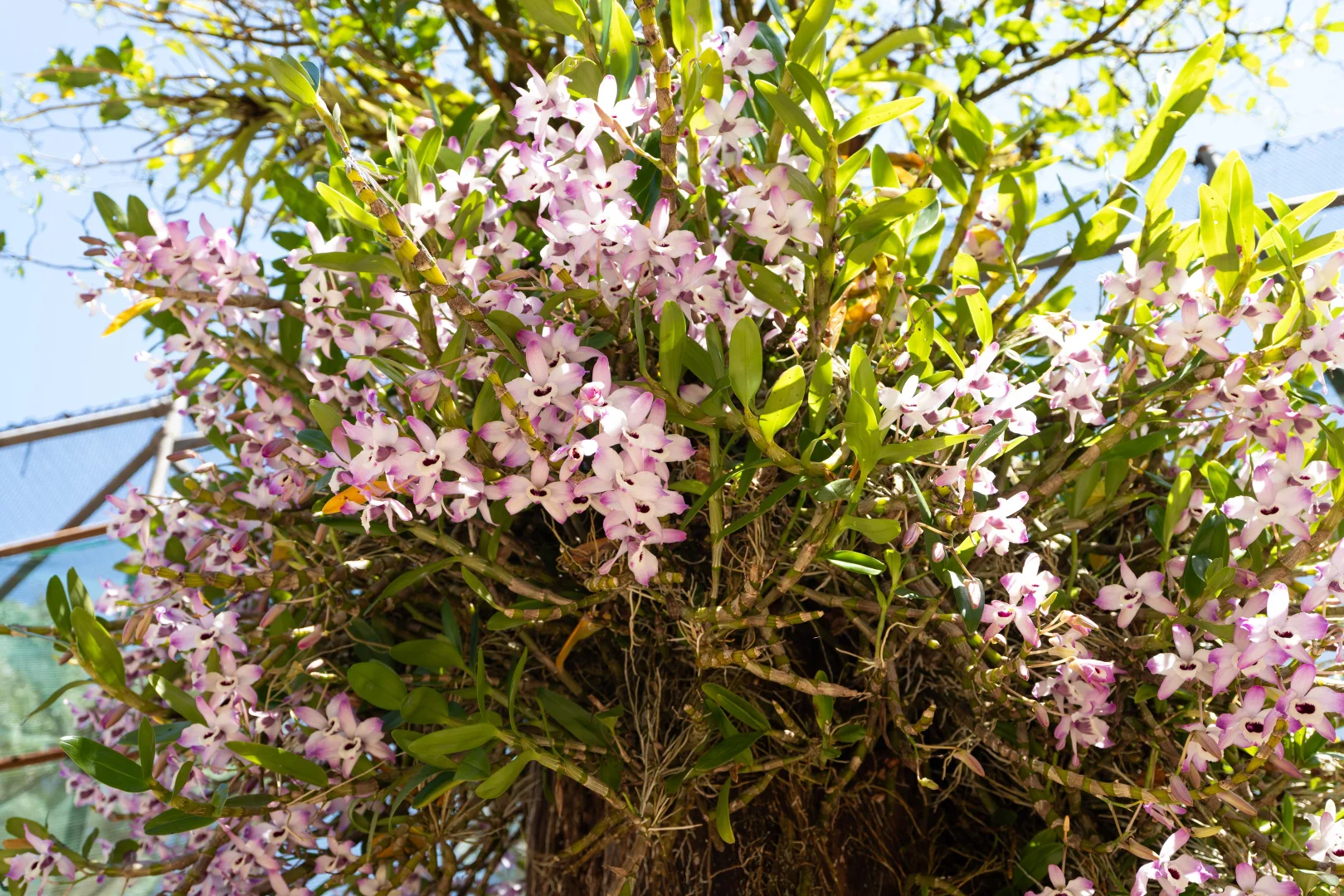 Additional image 18 of 62 Mountain View Cl, Maria Creeks QLD 4855