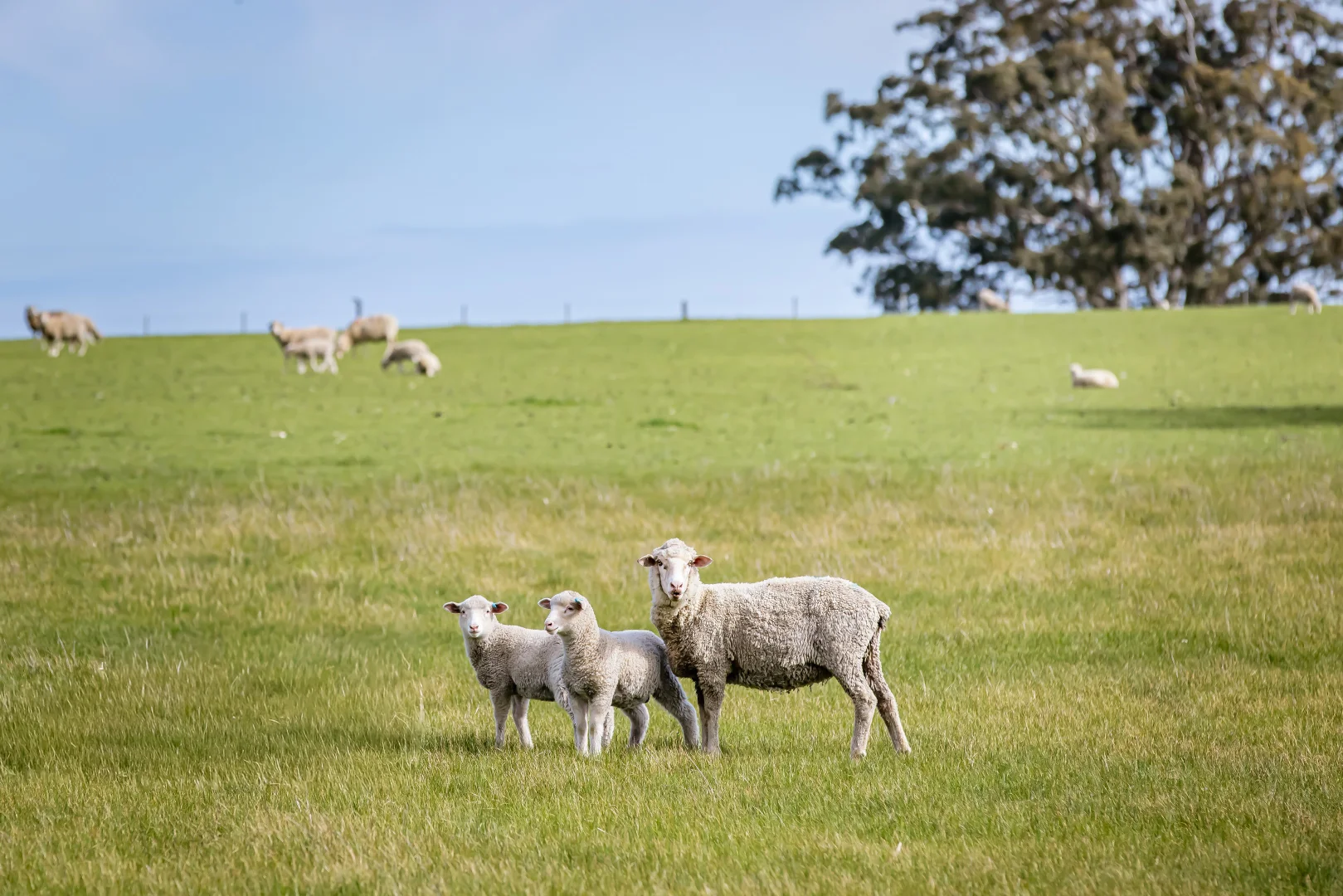 Additional image 31 of 219 Ockley Rd, Comaum SA 5277