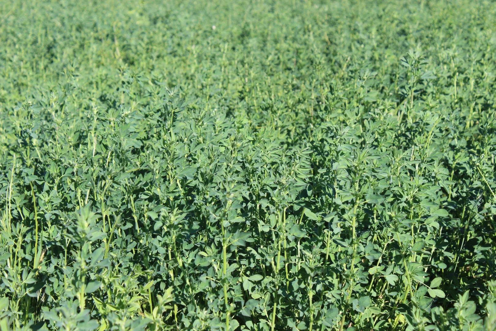 Additional image 21 of Young NSW 2594