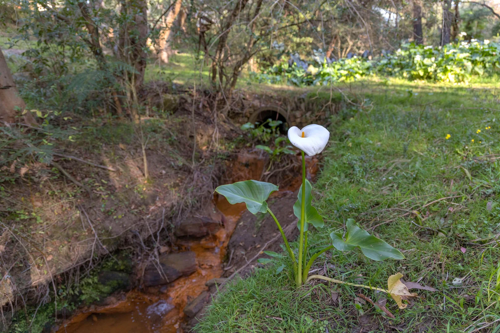 Additional image 7 of 66 West Parade, Buxton NSW 2571