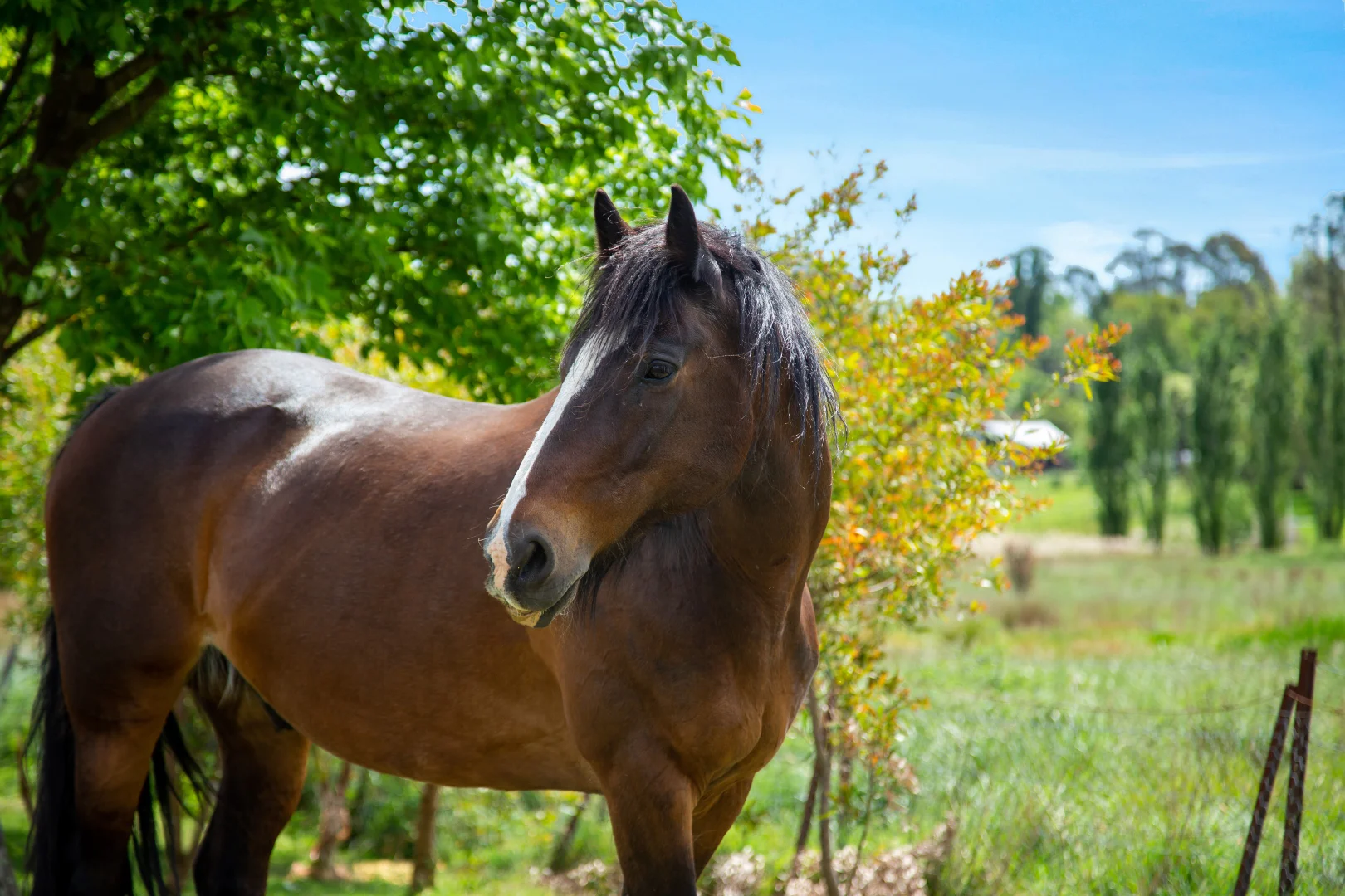 Additional image 3 of 176 - 178 Old South Road, Bowral NSW 2576