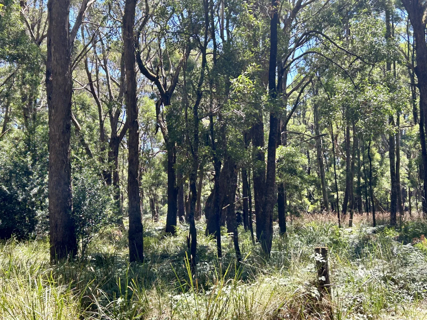 Additional image 8 of 18 Golden Point Road, Trentham VIC 3458