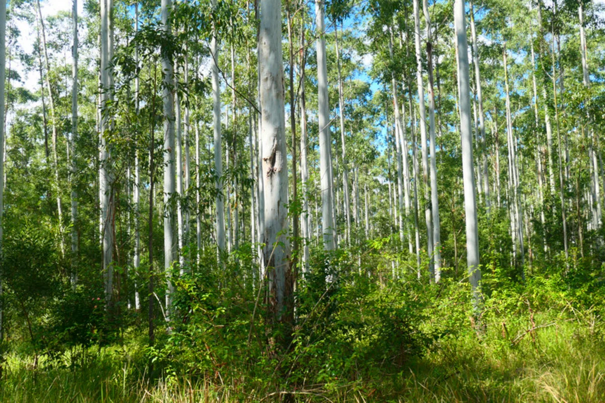 Additional image 12 of 146 Mills Road, Bean Creek NSW 2469