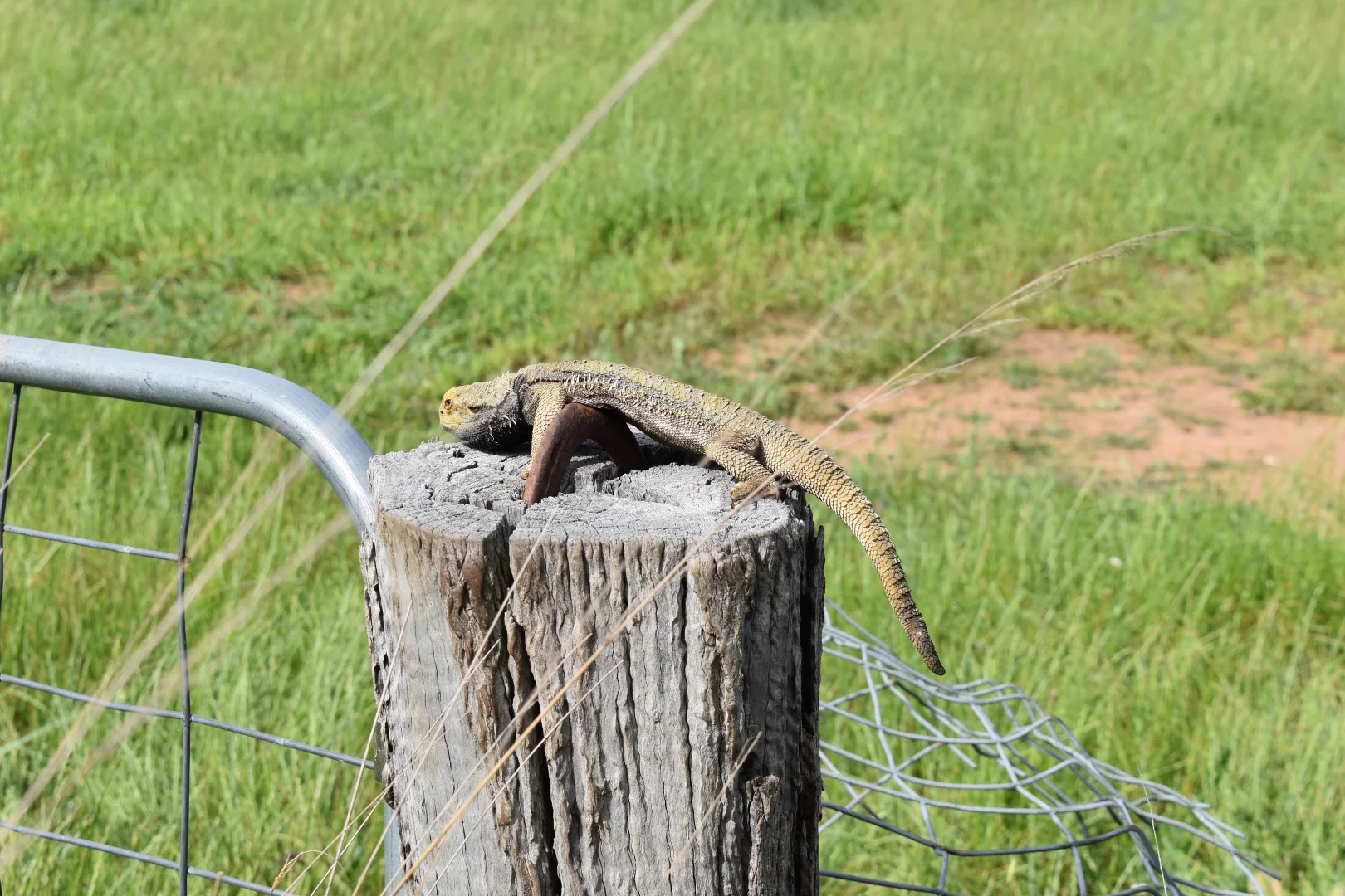 Additional image 21 of 1124 WARKTON ROAD, Coonabarabran NSW 2357