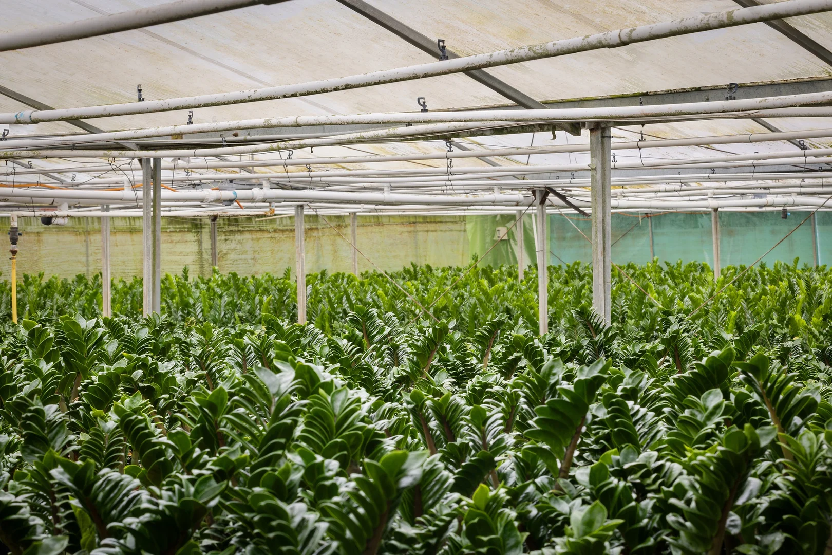 Additional image 19 of 659 Federal Drive, Federal NSW 2480