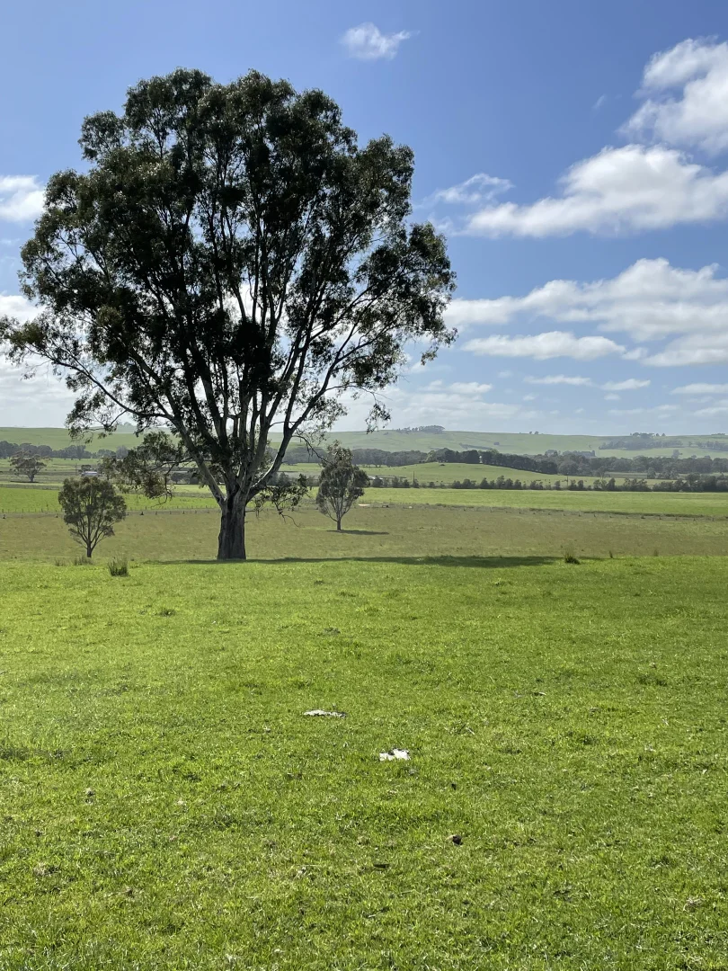 Additional image 10 of 138 McConachys Road, Henty VIC 3312