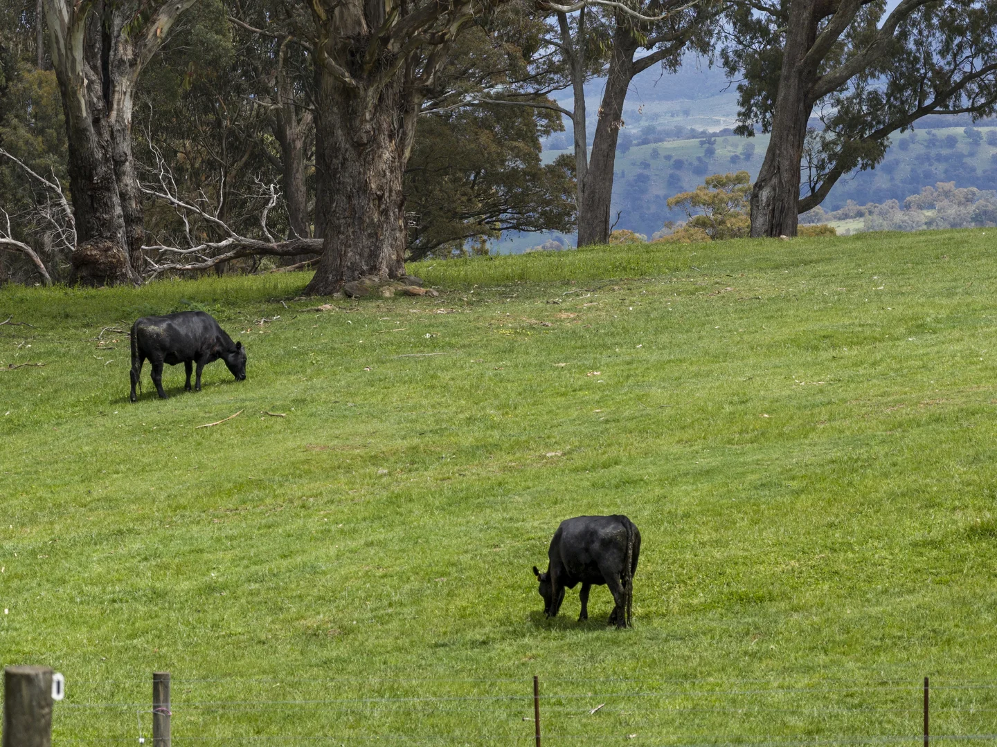 Additional image 20 of 1011 Tabletop Road, Tolmie VIC 3723