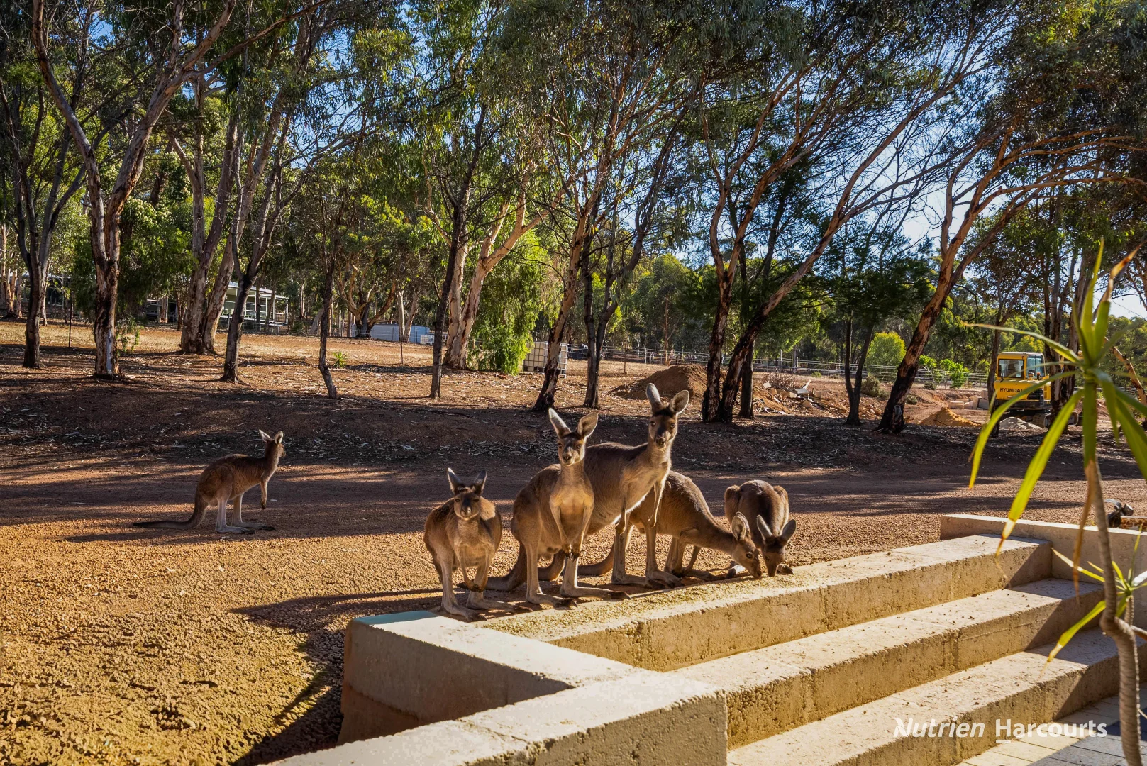 Additional image 4 of 19 Scaevola Road, Coondle WA 6566