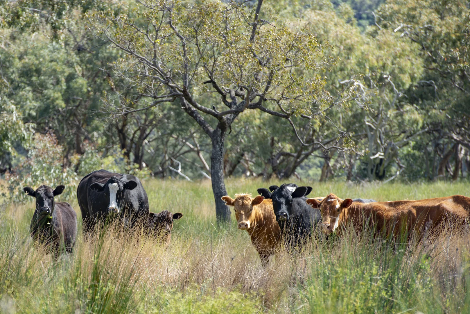 Additional image 35 of 1124 WARKTON ROAD, Coonabarabran NSW 2357
