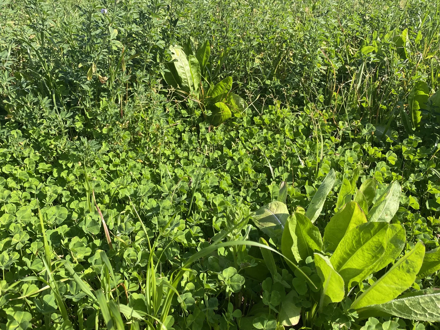 Additional image 5 of 1715 The Bogan Way, Forbes NSW 2871