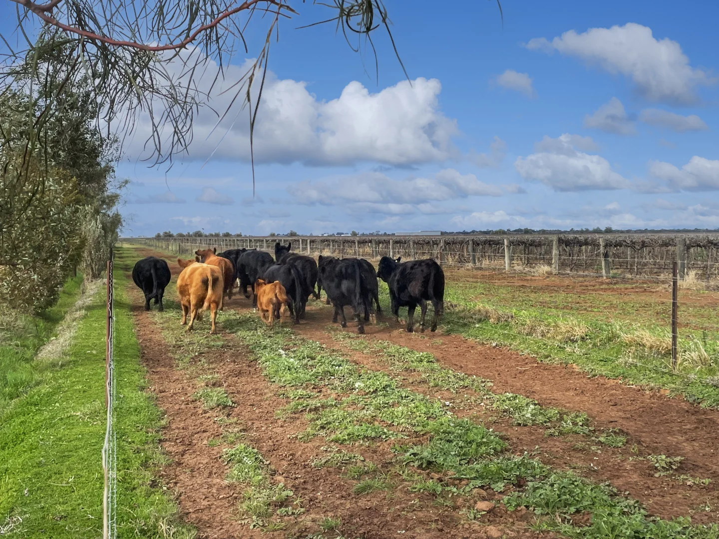 Additional image 12 of 12 Fowler Road, Beelbangera NSW 2680