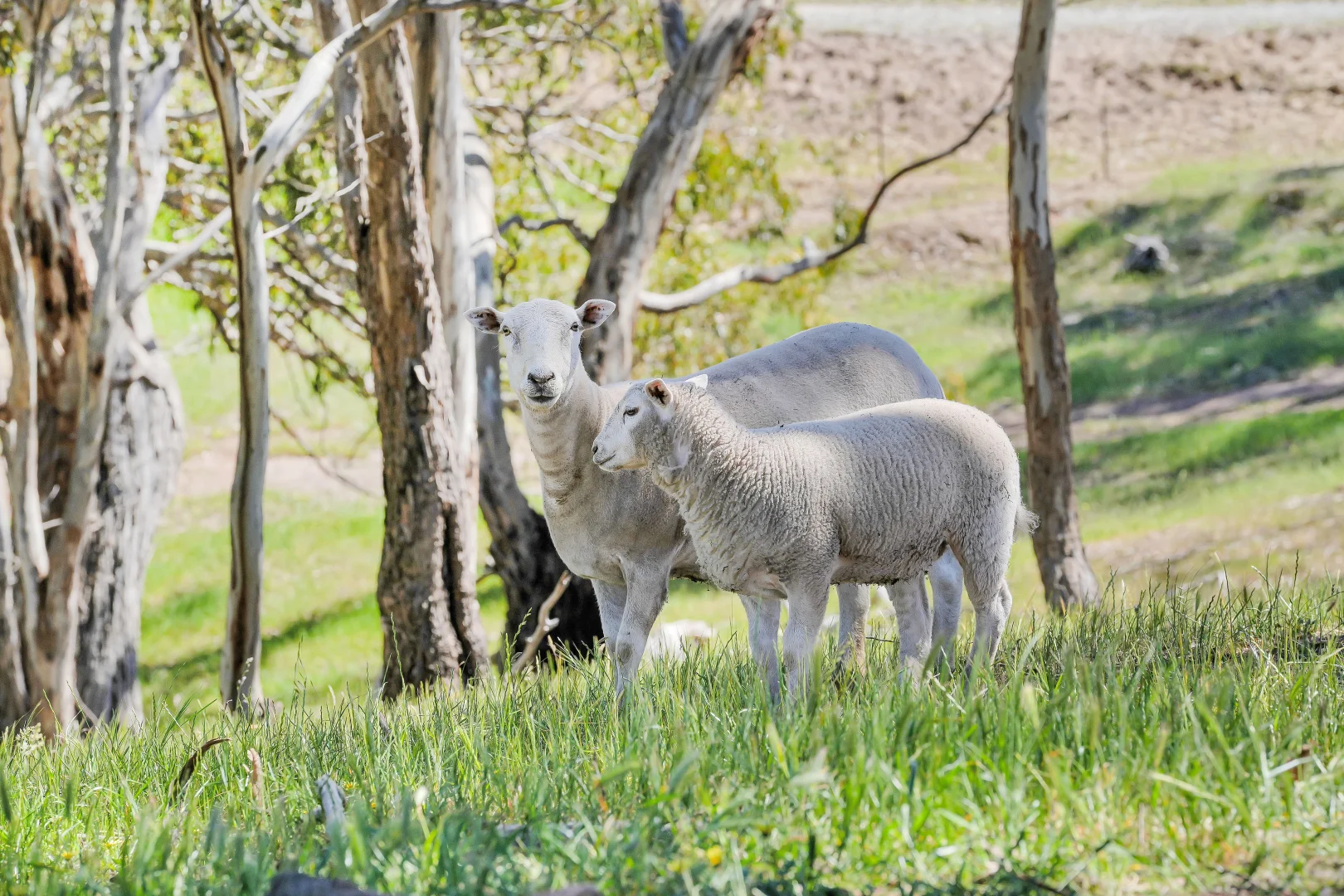 Additional image 22 of 566 Spring Gully Road, Spring Gully SA 5453