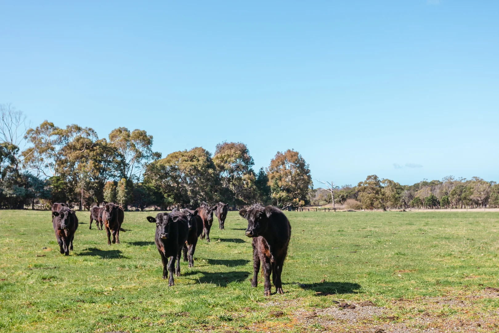 Additional image 7 of 67 Bittern-Dromana Road, Balnarring VIC 3926