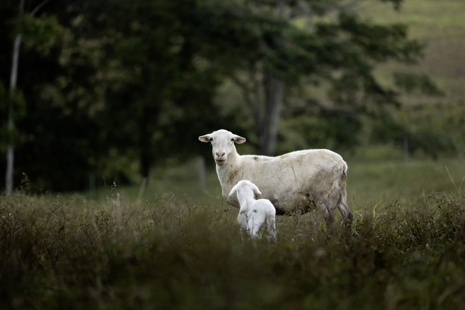 Additional image 34 of 492 River Road, Peachester QLD 4519