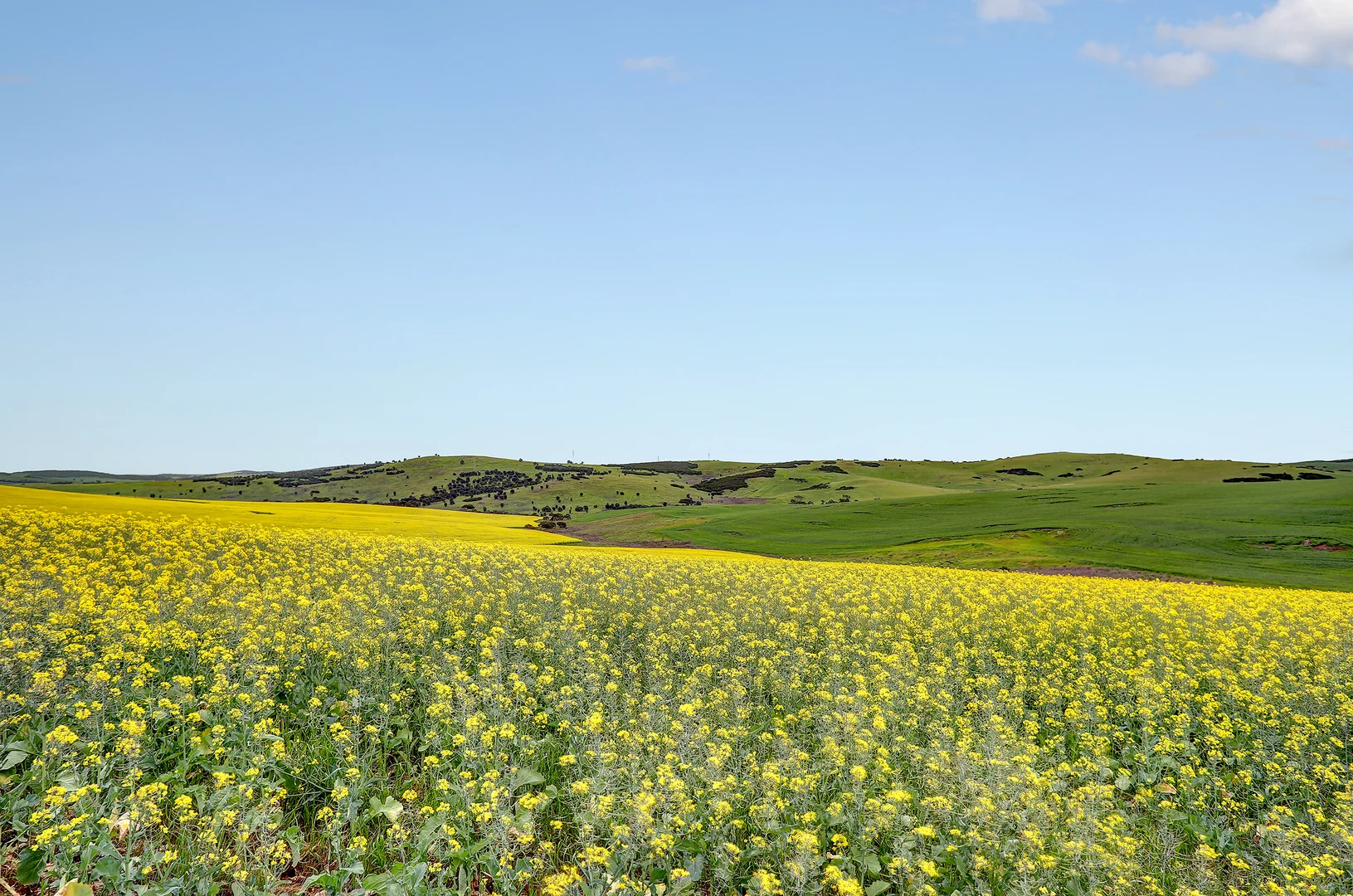 Additional image 6 of 84 Lovegrove Lane, Whites Flat SA 5607