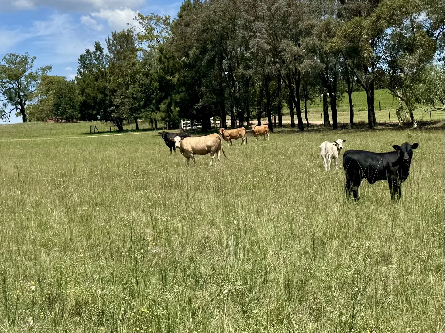 Additional image 25 of "Nullegai" 190 Thompson Creek Road, Scone NSW 2337