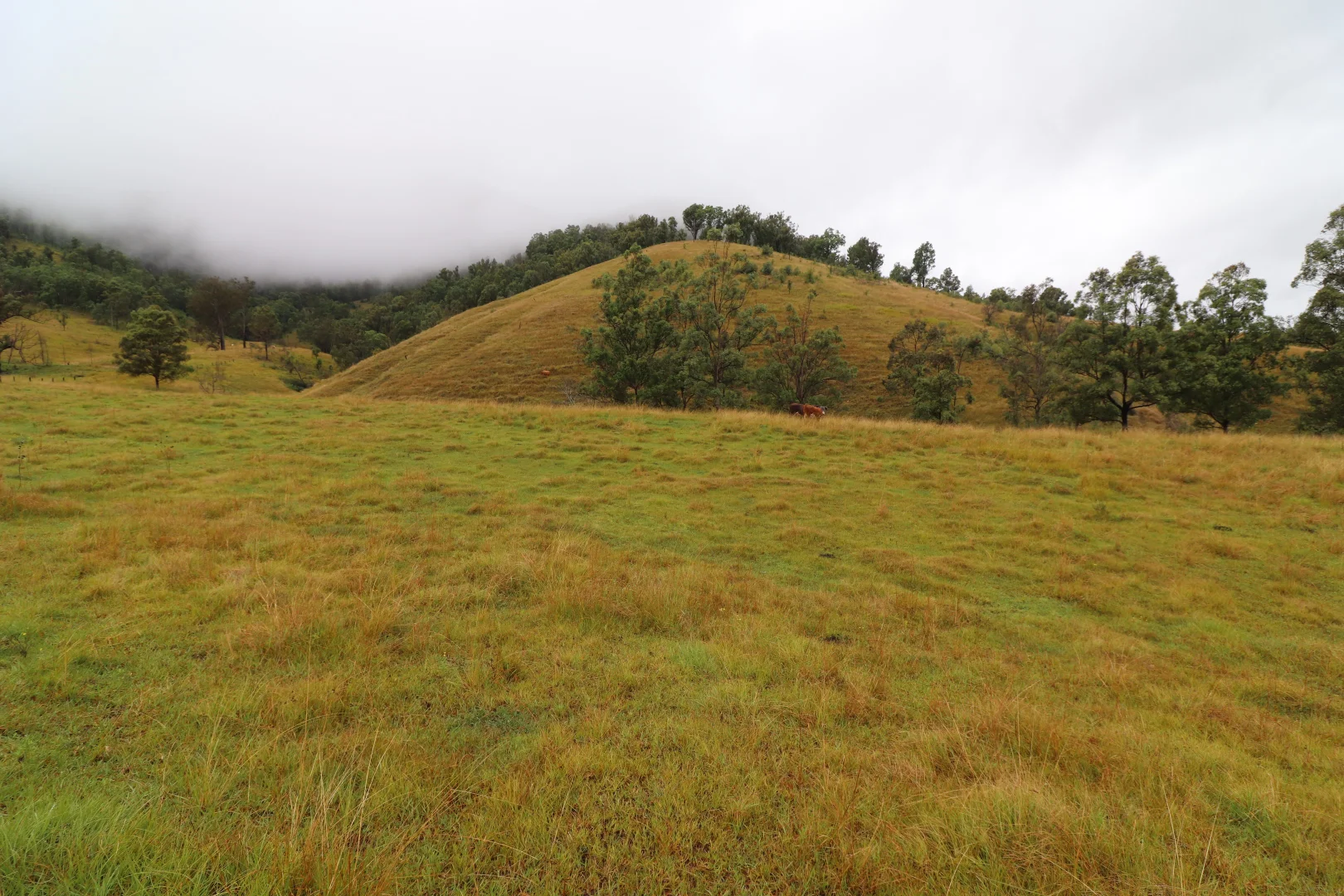 Additional image 2 of 8282 Armidale Road, Lower Creek NSW 2440