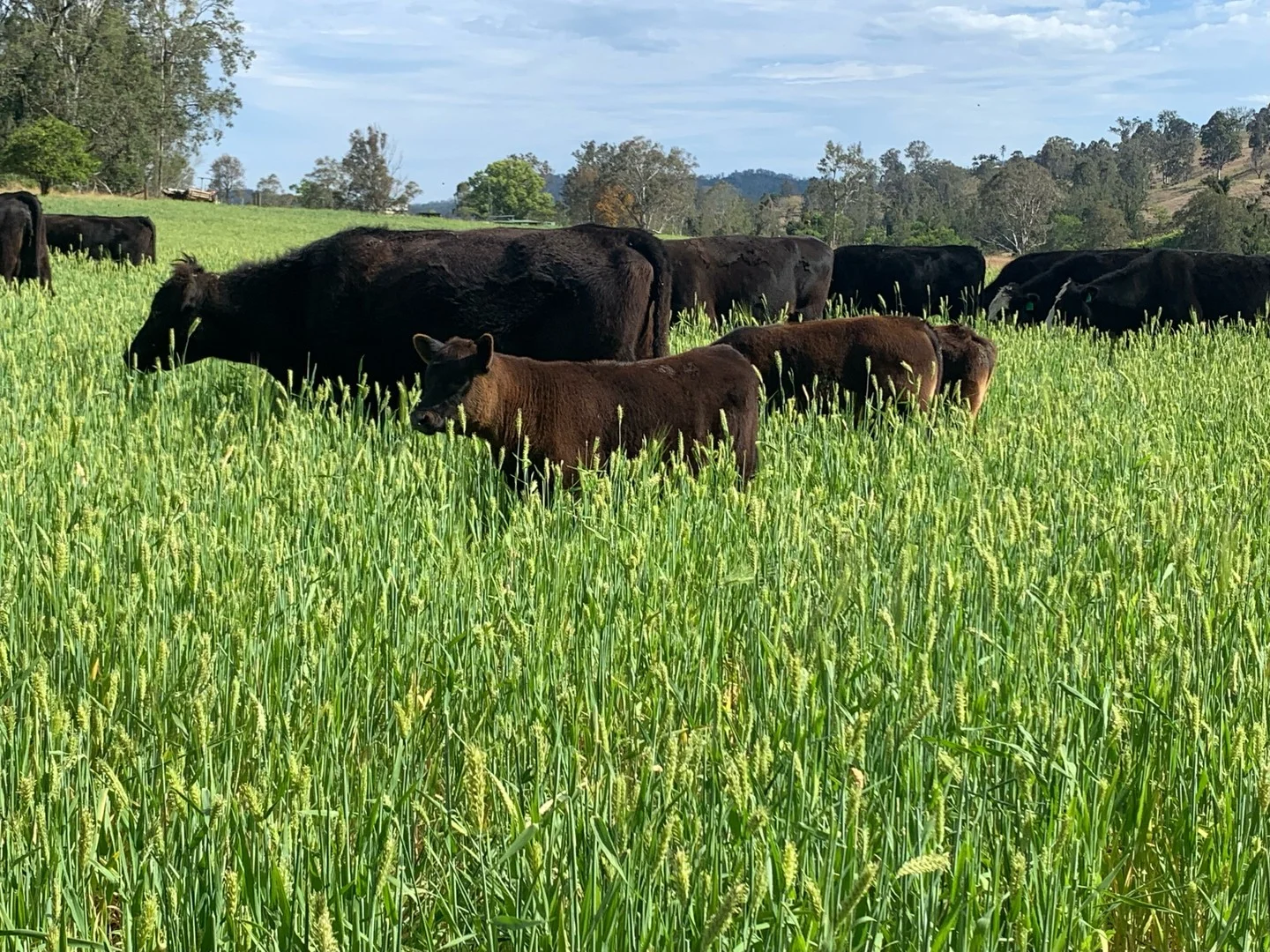 Additional image 33 of 1050 Afterlee Rd, Eden Creek NSW 2474