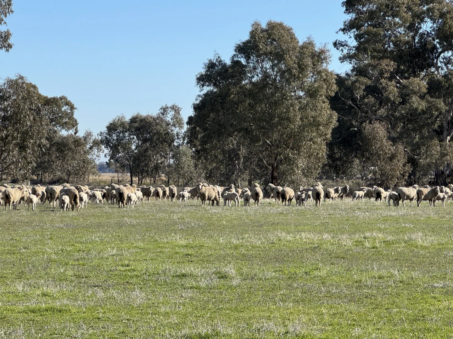 Additional image 33 of Berrigan Oaklands Road, Berrigan NSW 2712