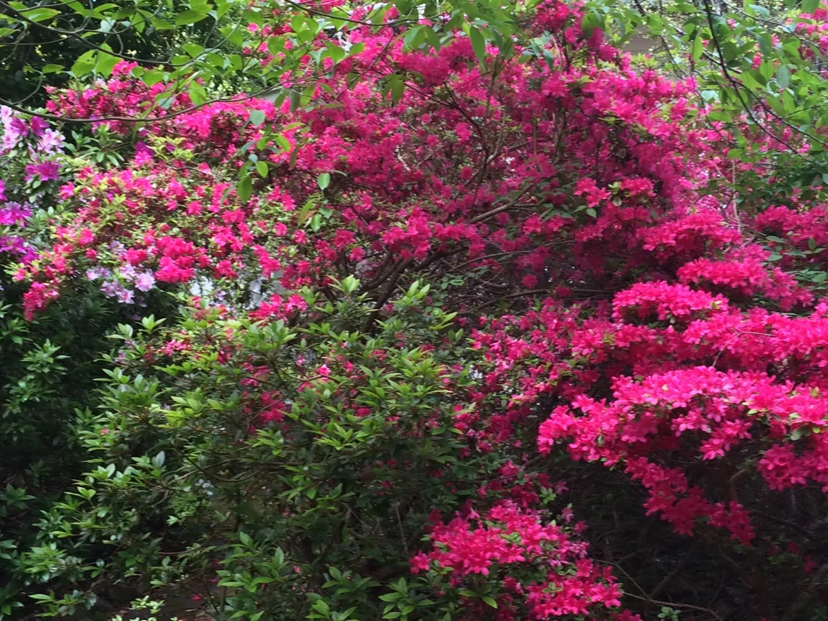 Additional image 24 of 4 Blaxland Avenue, Leura NSW 2780