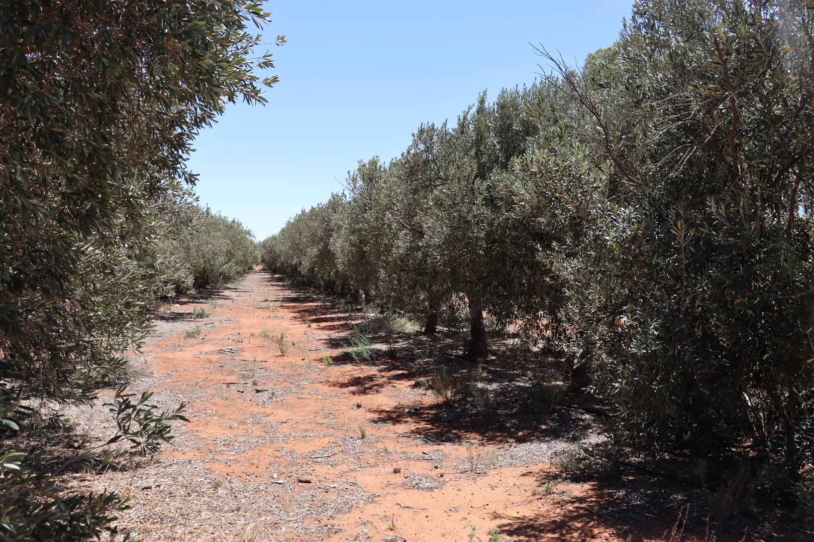 Additional image 22 of 73 Garrett Road, Glossop SA 5344