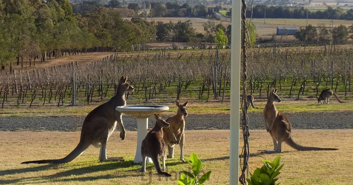 Additional image 9 of 381/184 Almond Street, Denman NSW 2328