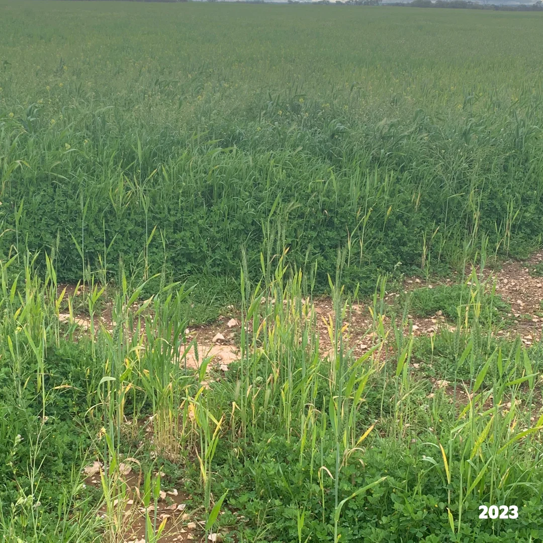 Additional image 30 of 2293 & 2640 Mallee Highway, Sherlock SA 5301