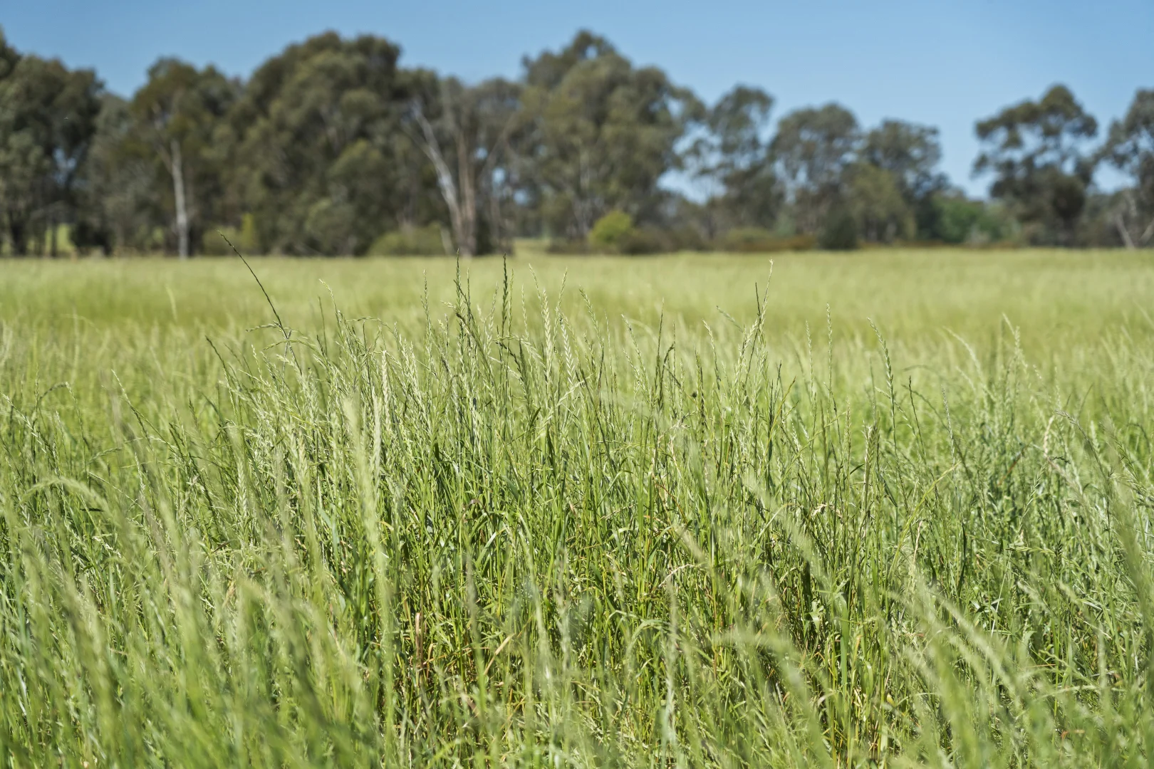 Additional image 15 of 827 Benalla-Tatong Rd, Benalla VIC 3672