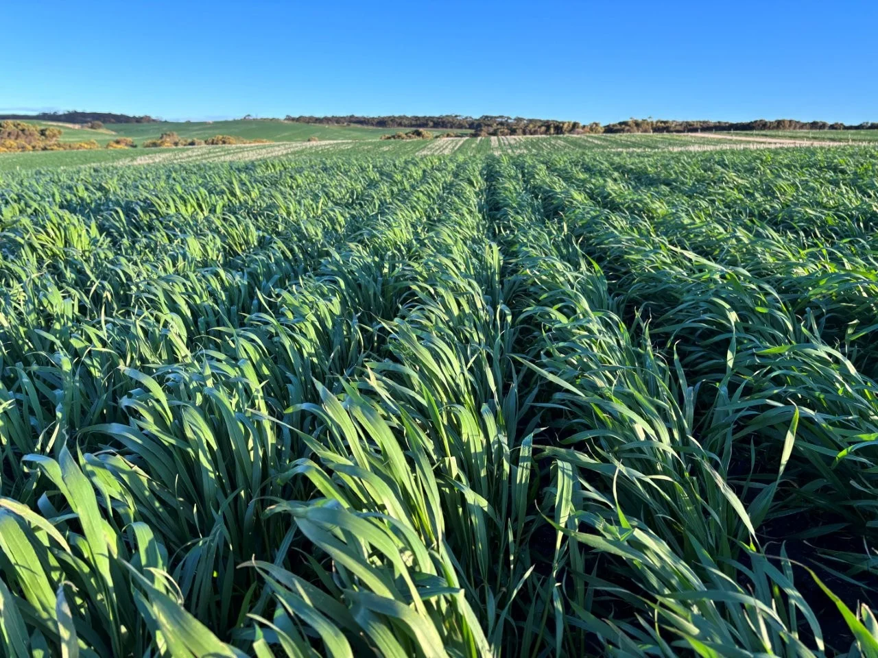 Additional image 26 of Lot 5 McAvaney Lane, Whites Flat SA 5607