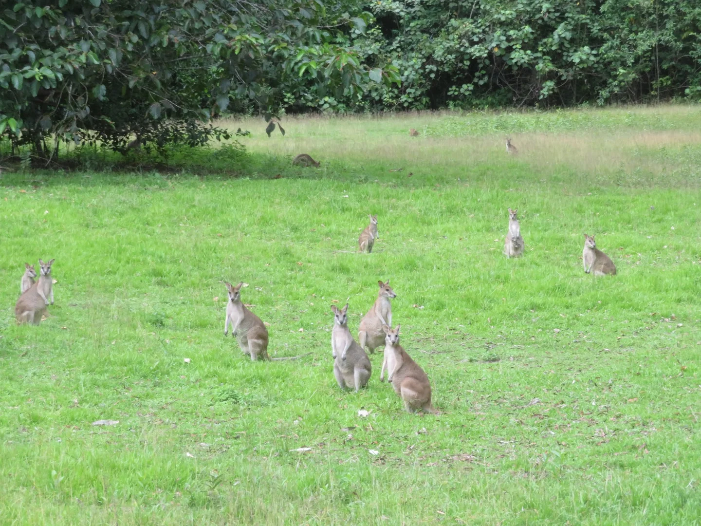 Additional image 17 of 364 Coquette Point Road, Coquette Point QLD 4860