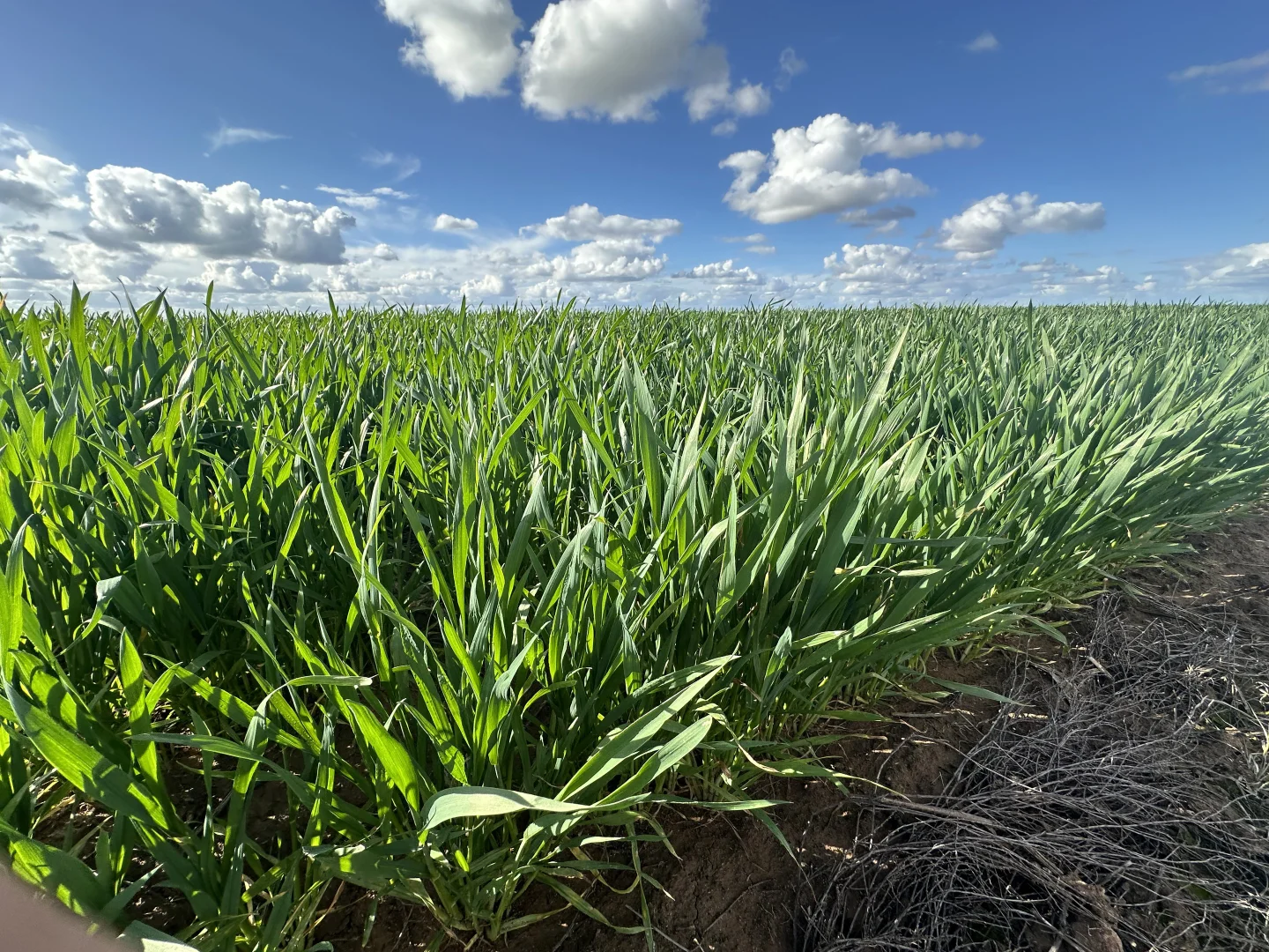 Additional image 21 of "Waringah" Mabins Well Road, Conargo NSW 2710