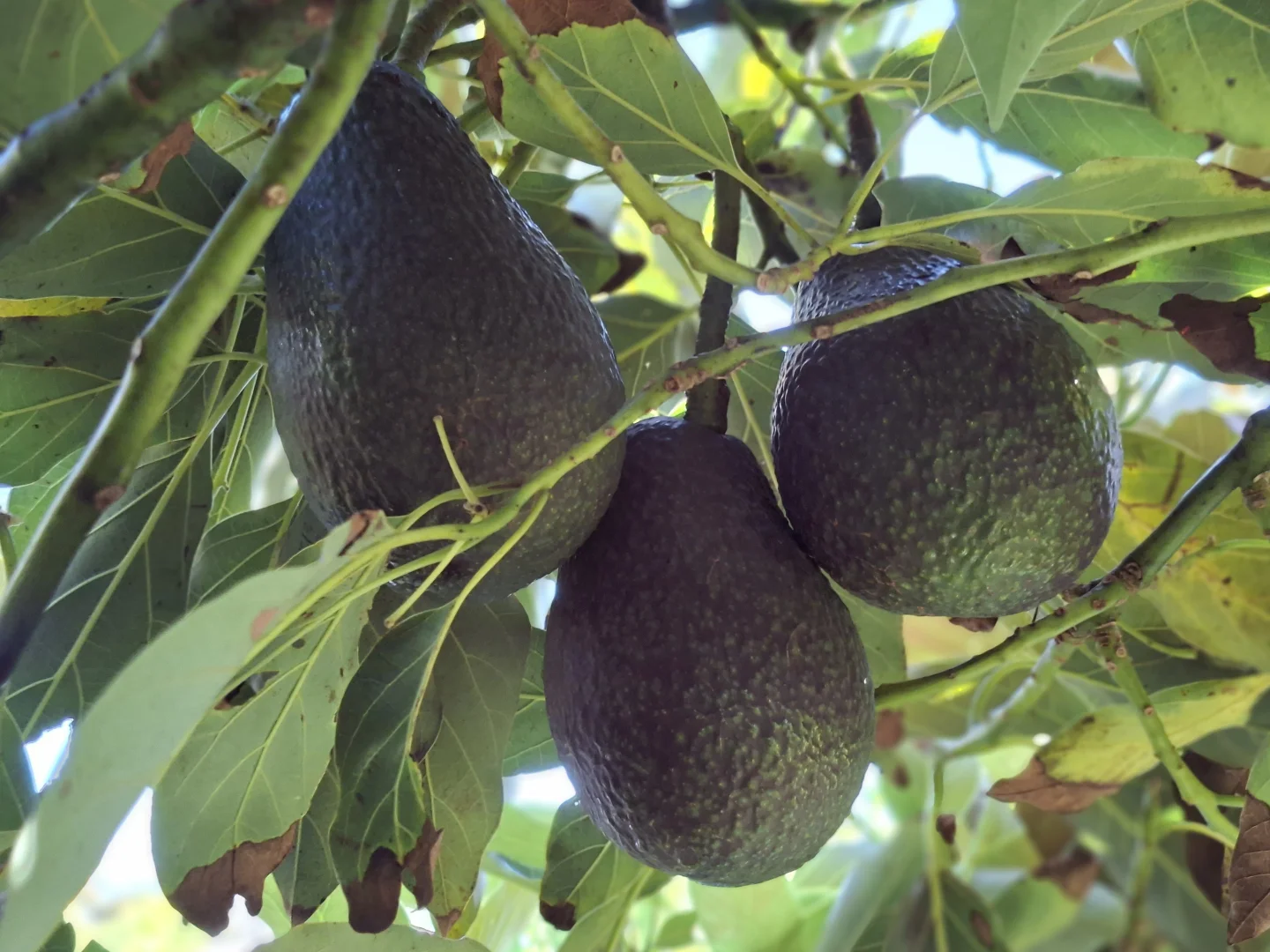 Additional image 34 of 38491 South Western Highway, Broke WA 6398