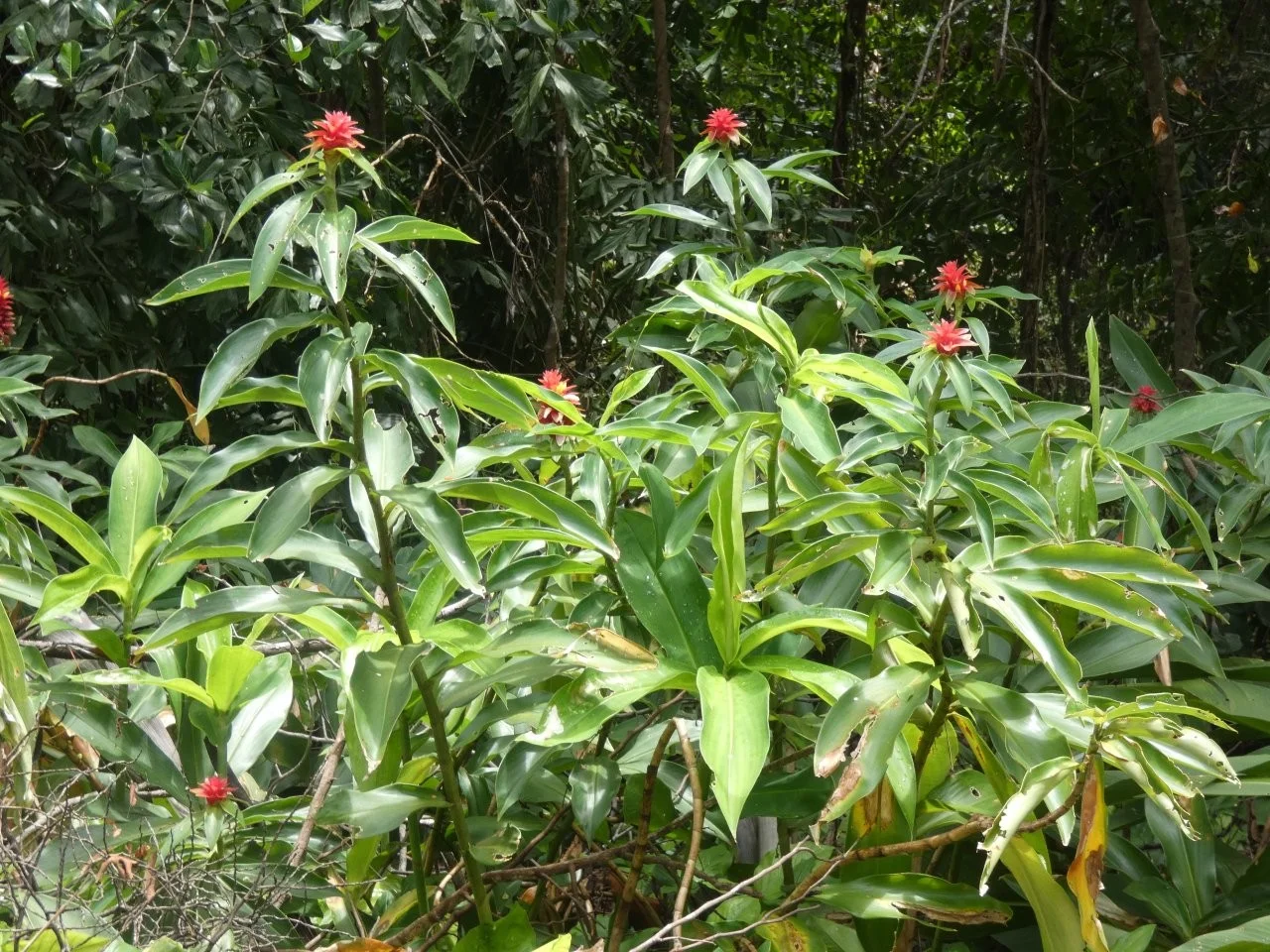 Additional image 23 of Lambells Lagoon NT 0822