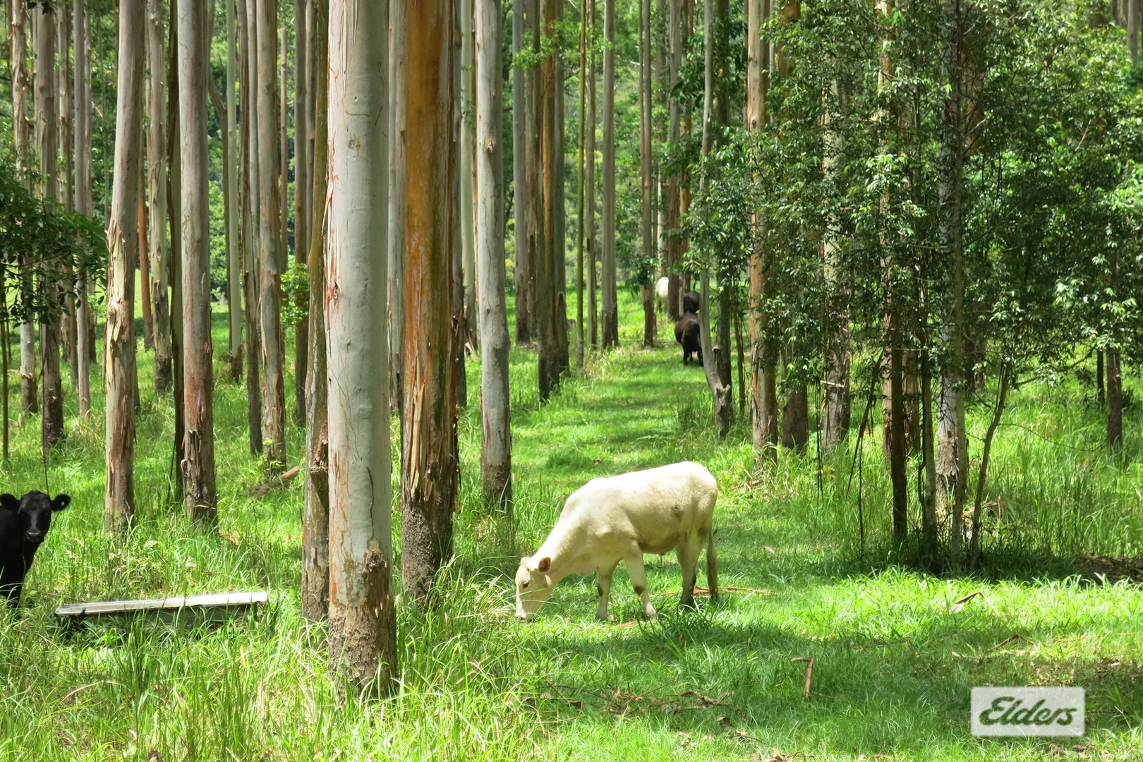 Additional image 3 of 354 Kunghur Creek Road, Kunghur Creek NSW 2484