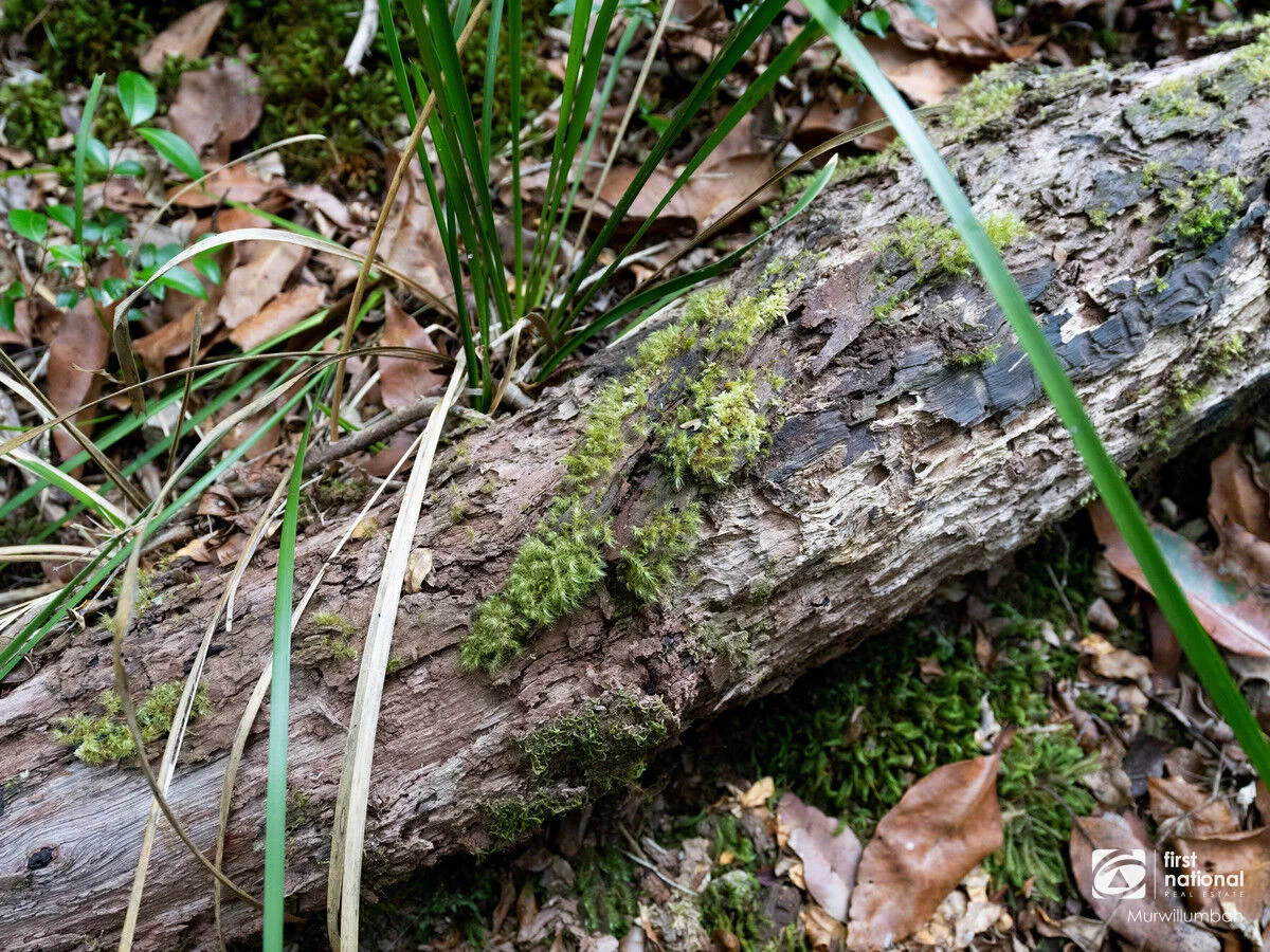 Additional image 29 of 563 Commissioners Creek Road, Commissioners Creek NSW 2484
