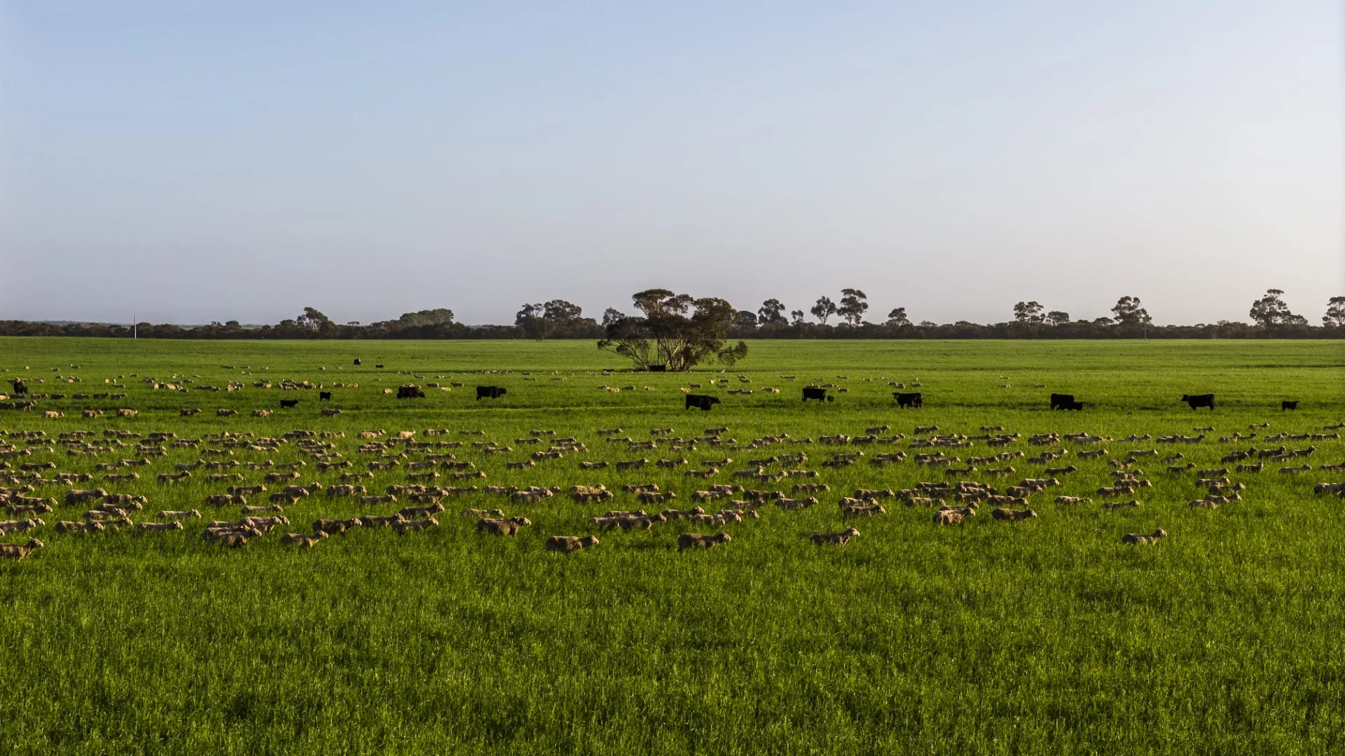 Additional image 28 of 1579 Chappel Road, Telopea Downs VIC 3420