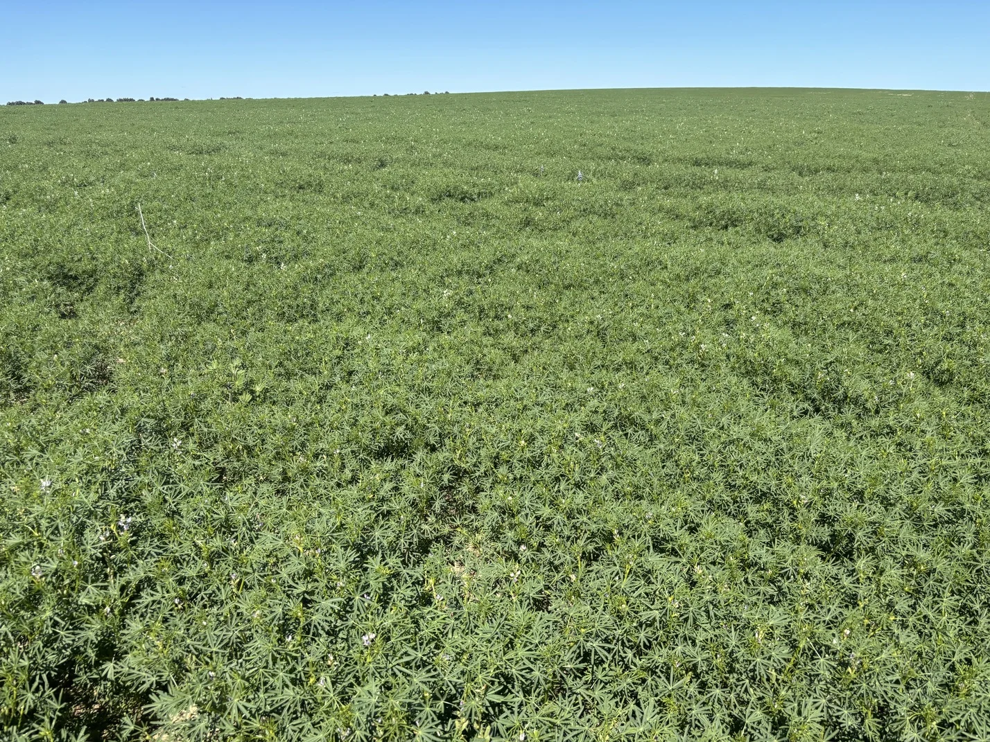 Additional image 16 of Lot 55 Ahern Place, Hickety WA 6532