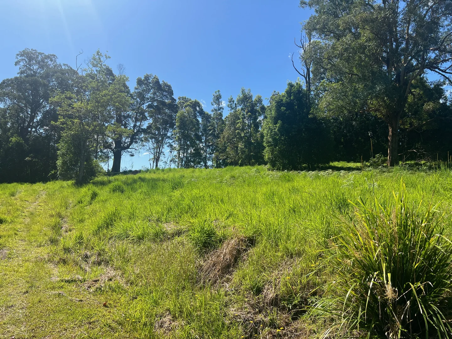 Additional image 5 of Lot 8, 345 Tuntable Falls Road, Nimbin NSW 2480