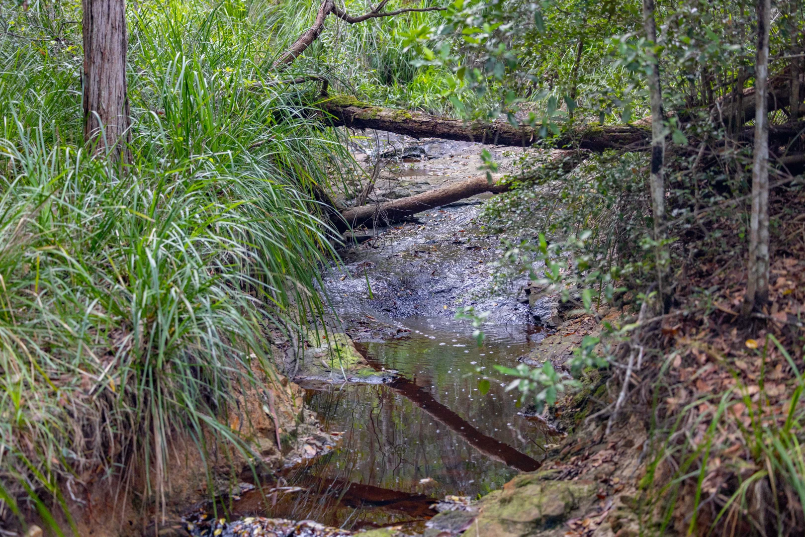 Additional image 33 of 272 Ringtail Creek Road, Ringtail Creek QLD 4565