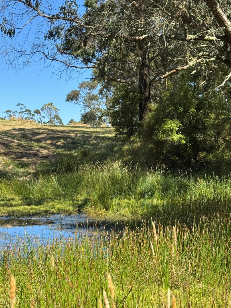 Additional image 4 of 575 Deans Marsh Lorne Road, Deans Marsh VIC 3235