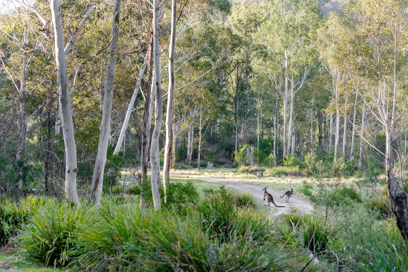 Additional image 42 of Belanglo NSW 2577