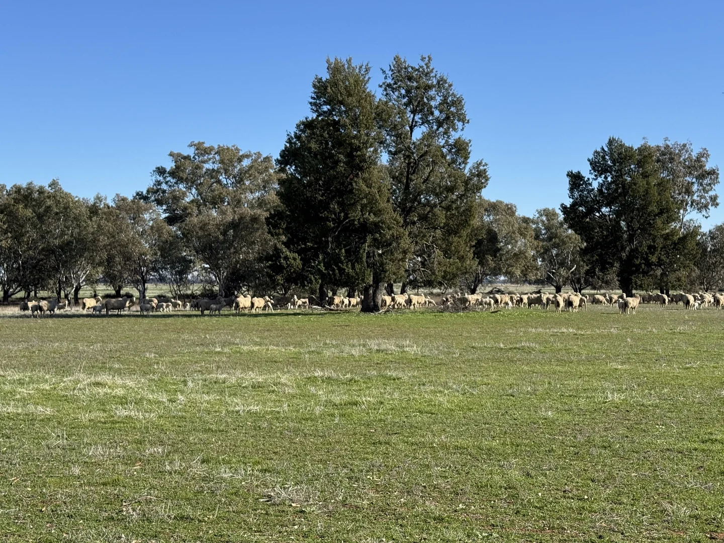 Additional image 34 of Berrigan Oaklands Road, Berrigan NSW 2712