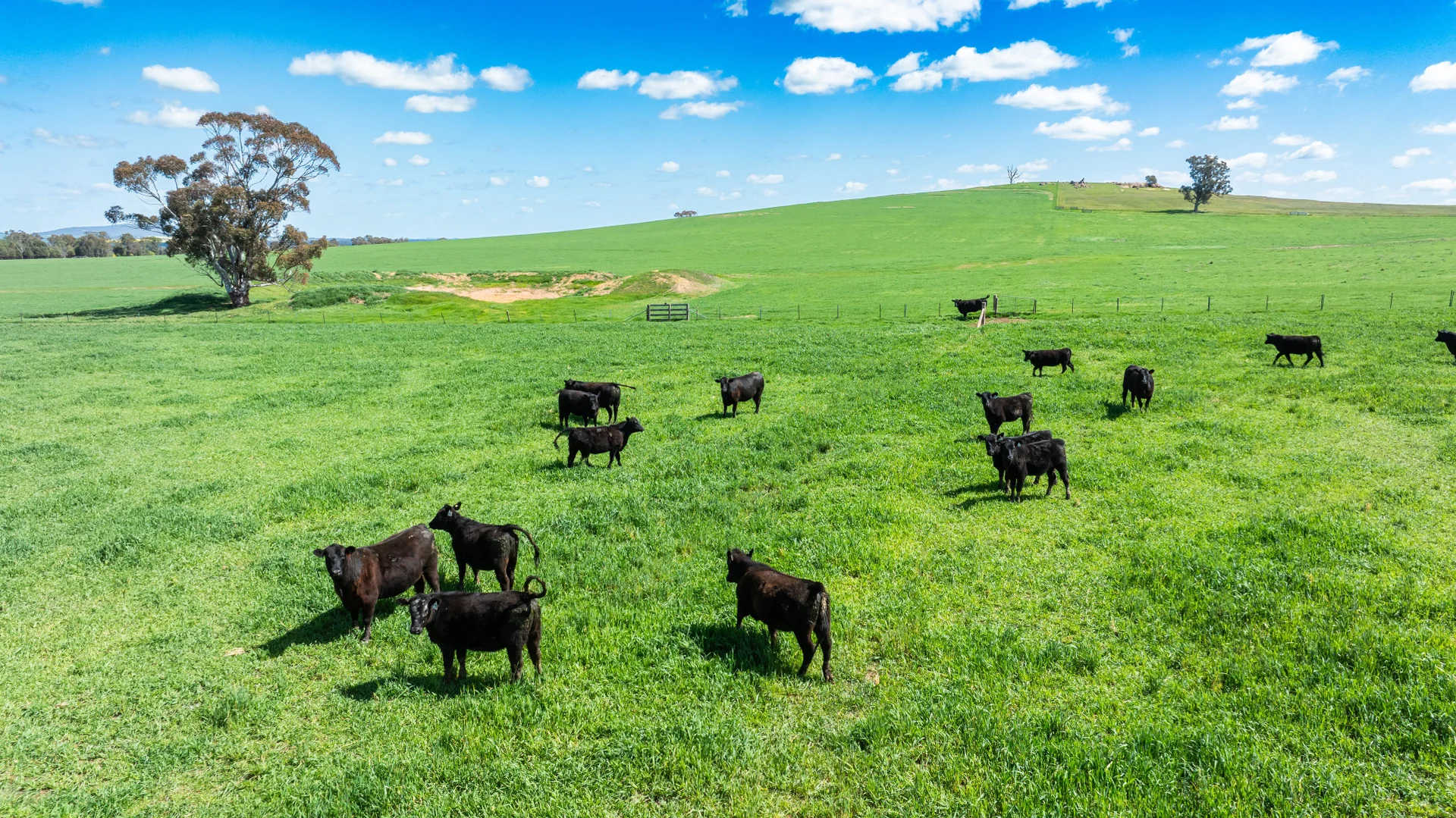 Additional image 15 of 413 Reynella Road, Walbundrie NSW 2642