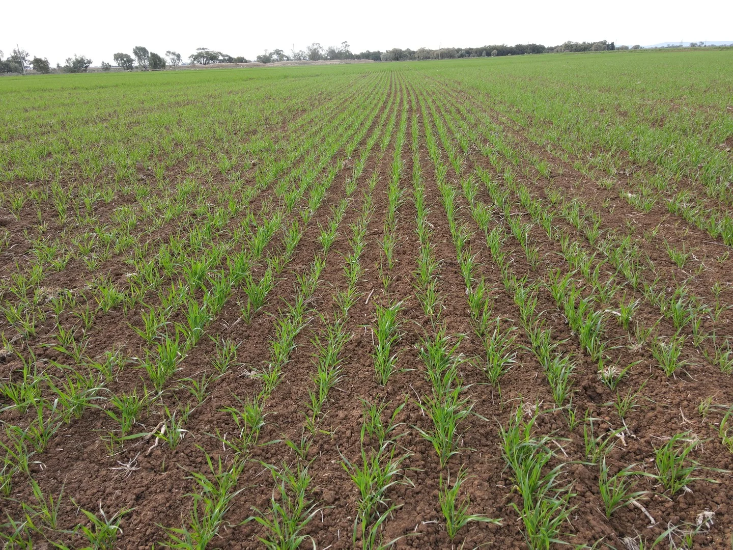 ( Davit Farm ) Cashmere Road, Widgelli NSW 2680