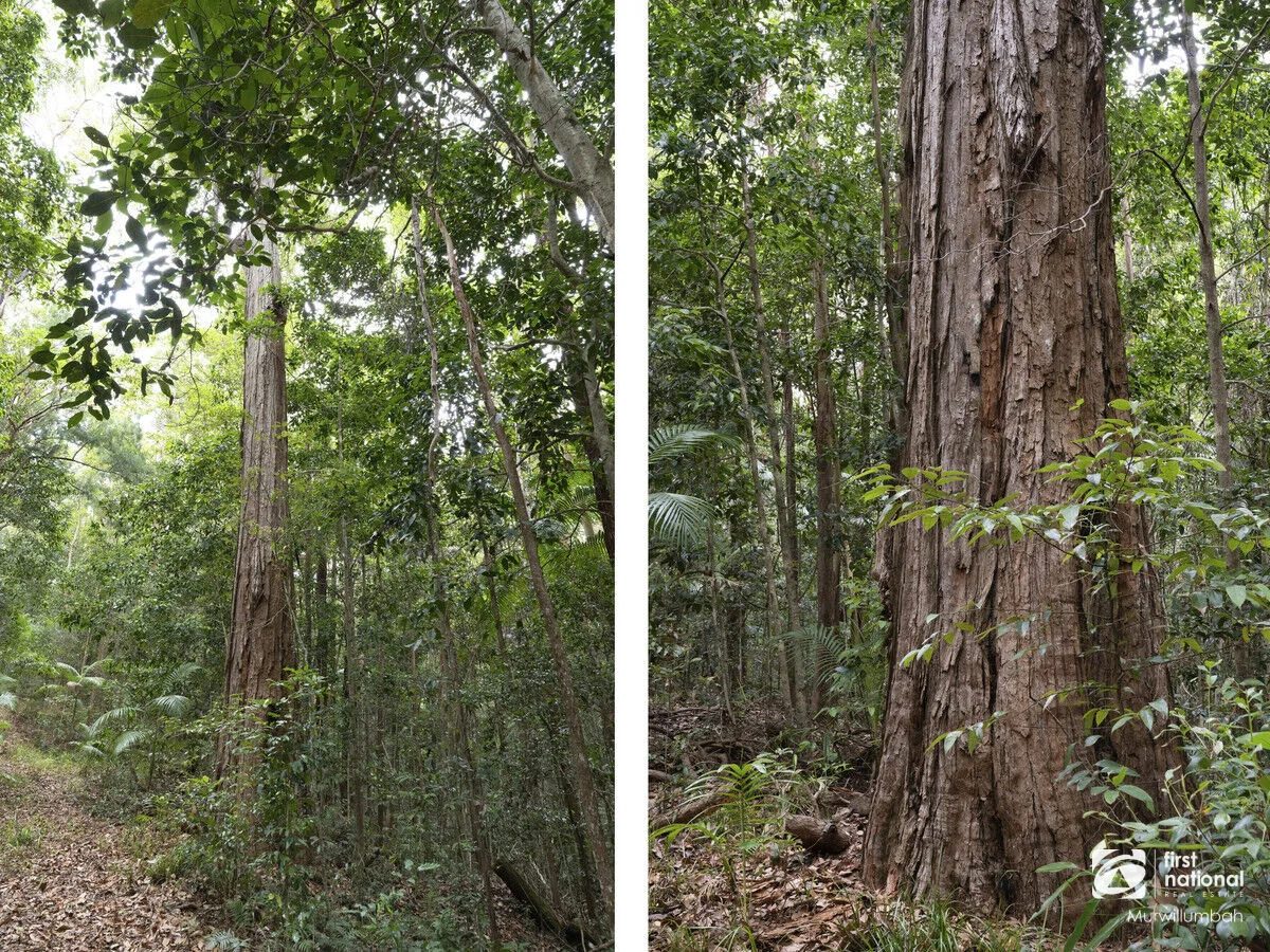 Additional image 39 of 563 Commissioners Creek Road, Commissioners Creek NSW 2484