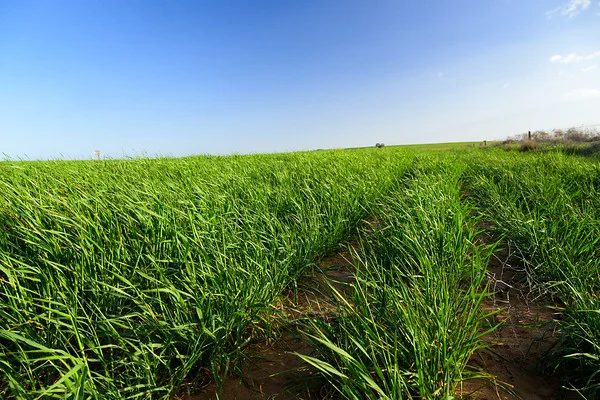 Additional image 5 of 542 Haby & 832 Bolt Road, Nildottie SA 5238